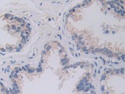Invitrogen SHMT2 Polyclonal Antibody 20 &mu;L; Unconjugated:Antibodies,