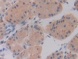 Invitrogen SHMT2 Polyclonal Antibody 20 &mu;L; Unconjugated:Antibodies,