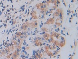 Invitrogen SHMT2 Polyclonal Antibody 20 &mu;L; Unconjugated:Antibodies,