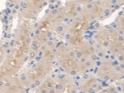 Invitrogen SPTLC1 Polyclonal Antibody 20 &mu;L; Unconjugated:Antibodies,