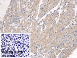 Invitrogen SPTLC1 Polyclonal Antibody 200 &mu;L; Unconjugated:Antibodies,