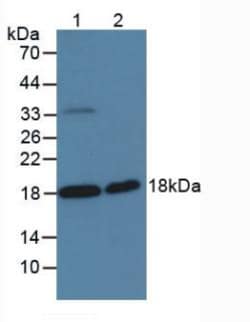 Invitrogen HAI-2 Polyclonal Antibody 200 &mu;L; Unconjugated:Antibodies,
