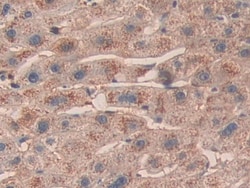 Invitrogen SHC3 Polyclonal Antibody 20 &mu;L; Unconjugated:Antibodies,