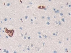 Invitrogen SHC3 Polyclonal Antibody:Antibodies:Primary Antibodies