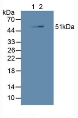 Invitrogen SHC3 Polyclonal Antibody 20 &mu;L; Unconjugated:Antibodies,