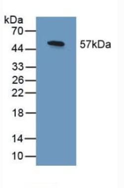 Invitrogen SHC3 Polyclonal Antibody:Antibodies:Primary Antibodies