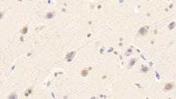 Invitrogen SIGLEC14 Polyclonal Antibody:Antibodies:Primary Antibodies