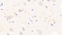 SIGLEC5 Polyclonal Antibody, Invitrogen 200 &mu;L; Unconjugated:Antibodies,