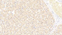 Invitrogen SIGLEC7 Polyclonal Antibody 200 &mu;L; Unconjugated:Antibodies,