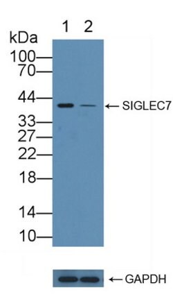 Invitrogen SIGLEC7 Polyclonal Antibody 200 &mu;L; Unconjugated:Antibodies,
