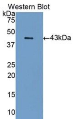 Invitrogen SIGLEC7 Polyclonal Antibody 20 &mu;L; Unconjugated:Antibodies,