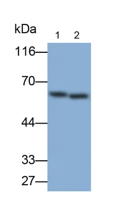 Invitrogen SIRP alpha Polyclonal Antibody 20 &mu;L; Unconjugated:Antibodies,