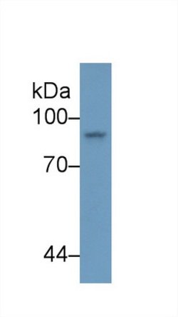 Invitrogen STAT4 Polyclonal Antibody:Antibodies:Primary Antibodies