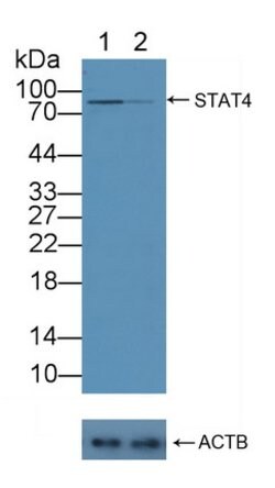 Invitrogen STAT4 Polyclonal Antibody:Antibodies:Primary Antibodies