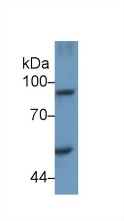 Invitrogen STAT4 Polyclonal Antibody:Antibodies:Primary Antibodies