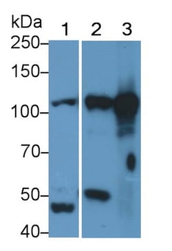 Invitrogen STAT5 beta Polyclonal Antibody 20 &mu;L; Unconjugated:Antibodies,
