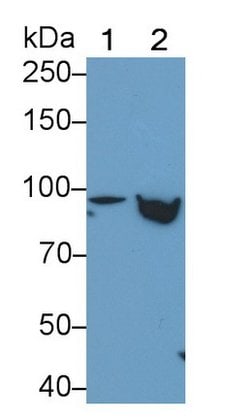 Invitrogen STAT5 beta Polyclonal Antibody 20 &mu;L; Unconjugated:Antibodies,