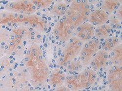 Invitrogen SLIT1 Polyclonal Antibody 200 &mu;L; Unconjugated:Antibodies,