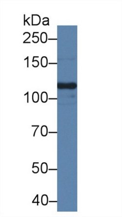 Invitrogen SLIT1 Polyclonal Antibody 200 &mu;L; Unconjugated:Antibodies,