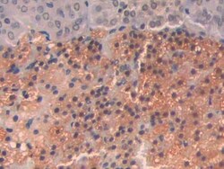 Invitrogen SLIT1 Polyclonal Antibody 20 &mu;L; Unconjugated:Antibodies,