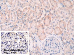 Invitrogen SLIT1 Polyclonal Antibody 20 &mu;L; Unconjugated:Antibodies,