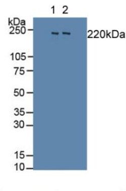 Invitrogen SLIT1 Polyclonal Antibody 20 &mu;L; Unconjugated:Antibodies,