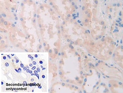 Invitrogen SLIT1 Polyclonal Antibody 200 &mu;L; Unconjugated:Antibodies,