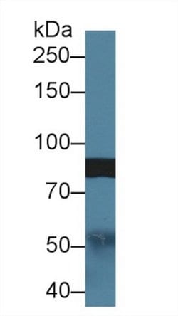 Invitrogen SLIT1 Polyclonal Antibody:Antibodies:Primary Antibodies