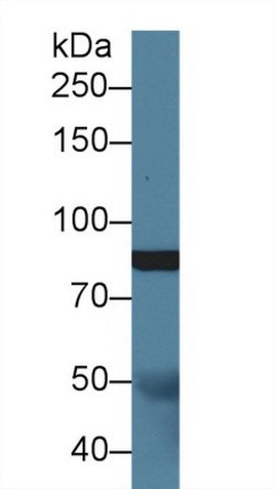 Invitrogen SLIT1 Polyclonal Antibody:Antibodies:Primary Antibodies