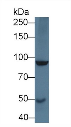Invitrogen SLIT1 Polyclonal Antibody:Antibodies:Primary Antibodies