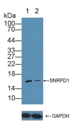 Invitrogen SNRPD1 Polyclonal Antibody 200 &mu;L; Unconjugated:Antibodies,