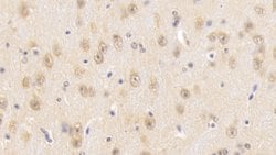 Invitrogen SNUPN Polyclonal Antibody 20 &mu;L; Unconjugated:Antibodies,