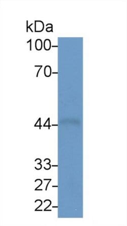 Invitrogen SNUPN Polyclonal Antibody 20 &mu;L; Unconjugated:Antibodies,