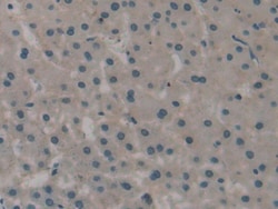 Invitrogen CD298 Polyclonal Antibody 20 &mu;L; Unconjugated:Antibodies,