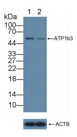 Invitrogen CD298 Polyclonal Antibody 20 &mu;L; Unconjugated:Antibodies,