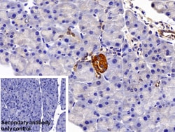Invitrogen Slc30A8 Polyclonal Antibody 20 &mu;L; Unconjugated:Antibodies,