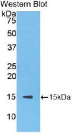 Invitrogen Slc30A8 Polyclonal Antibody 20 &mu;L; Unconjugated:Antibodies,