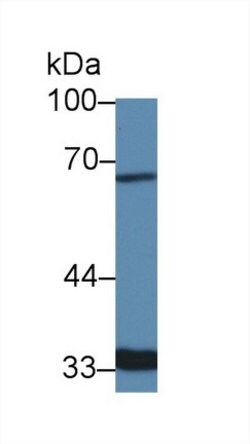 Invitrogen Slc30A8 Polyclonal Antibody 20 &mu;L; Unconjugated:Antibodies,