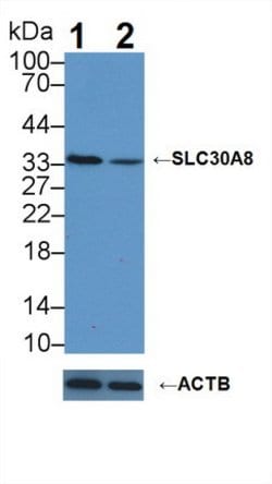 Invitrogen Slc30A8 Polyclonal Antibody 20 &mu;L; Unconjugated:Antibodies,