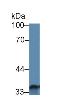 Invitrogen Slc30A8 Polyclonal Antibody 20 &mu;L; Unconjugated:Antibodies,