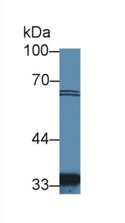 Invitrogen Slc30A8 Polyclonal Antibody 20 &mu;L; Unconjugated:Antibodies,