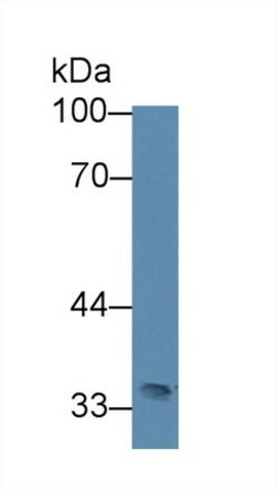 Invitrogen Slc30A8 Polyclonal Antibody 20 &mu;L; Unconjugated:Antibodies,