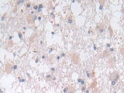 SNX13 Polyclonal Antibody, Invitrogen 200 &mu;L; Unconjugated:Antibodies,
