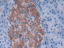SNX13 Polyclonal Antibody, Invitrogen 200 &mu;L; Unconjugated:Antibodies,