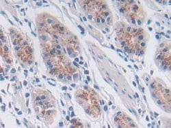 SNX13 Polyclonal Antibody, Invitrogen 200 &mu;L; Unconjugated:Antibodies,