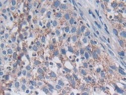 SNX13 Polyclonal Antibody, Invitrogen 200 &mu;L; Unconjugated:Antibodies,