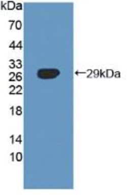 Invitrogen SNX13 Polyclonal Antibody:Antibodies:Primary Antibodies