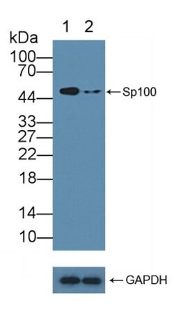 Invitrogen SP100 Polyclonal Antibody:Antibodies:Primary Antibodies
