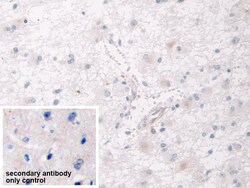 Invitrogen SPARCL1 Polyclonal Antibody 200 &mu;L; Unconjugated:Antibodies,