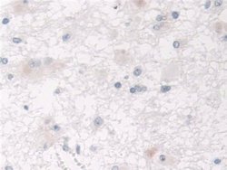 Invitrogen SPARCL1 Polyclonal Antibody 200 &mu;L; Unconjugated:Antibodies,